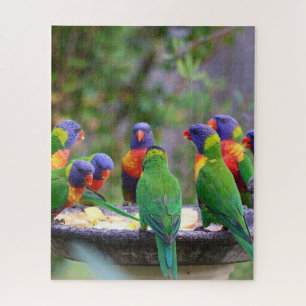 Colourful Rainbow Lorikeet Parrots Eating Jigsaw Puzzle