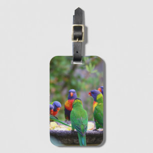 Colourful Rainbow Lorikeet Parrots Eating Luggage Tag