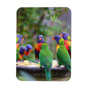 Colourful Rainbow Lorikeet Parrots Eating Magnet
