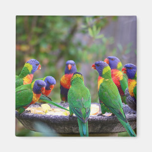 Colourful Rainbow Lorikeet Parrots Eating Magnet