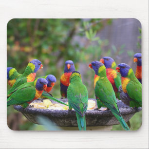 Colourful Rainbow Lorikeet Parrots Eating Mouse Pad