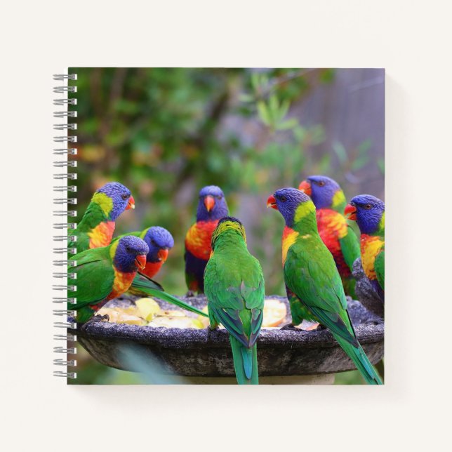 Colourful Rainbow Lorikeet Parrots Eating Notebook (Front)