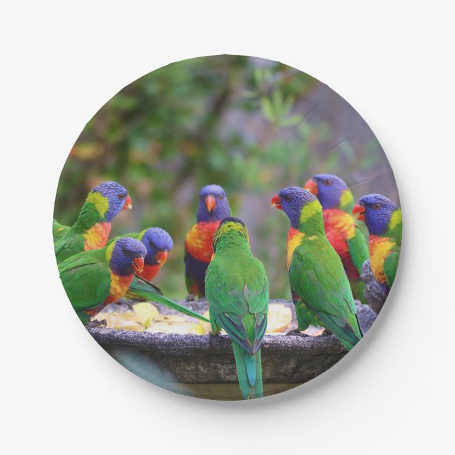 Colourful Rainbow Lorikeet Parrots Eating Paper Plate (Front)