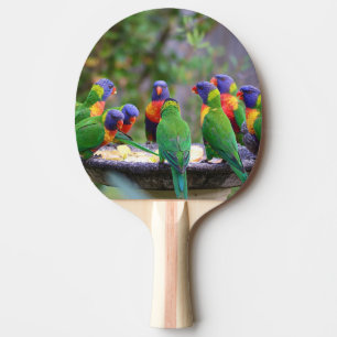 Colourful Rainbow Lorikeet Parrots Eating Ping Pong Paddle