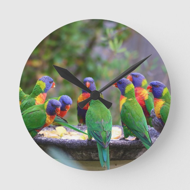Colourful Rainbow Lorikeet Parrots Eating Round Clock (Front)