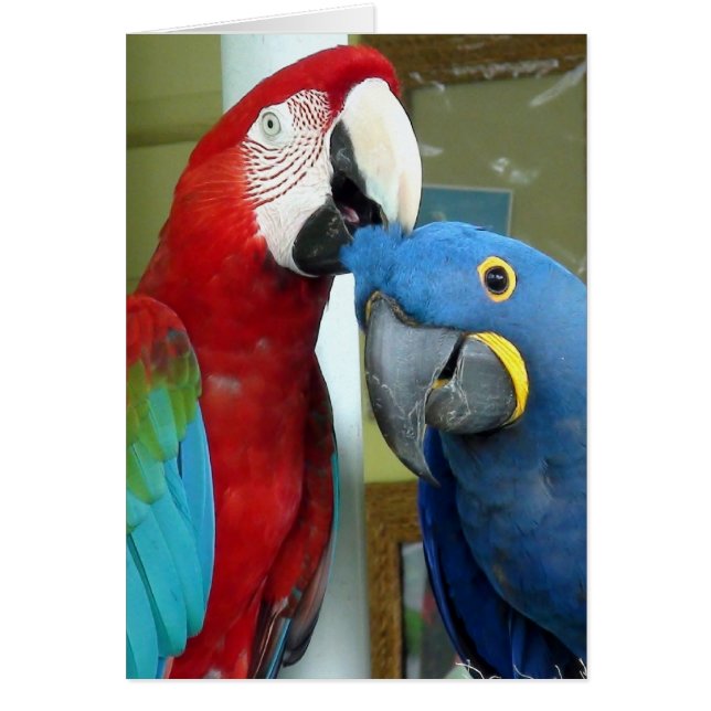 Colourful Red and Blue Macaws (Front)