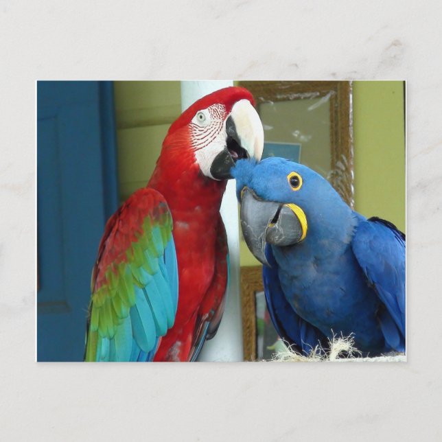 Colourful Red and Blue Macaws Postcard (Front)