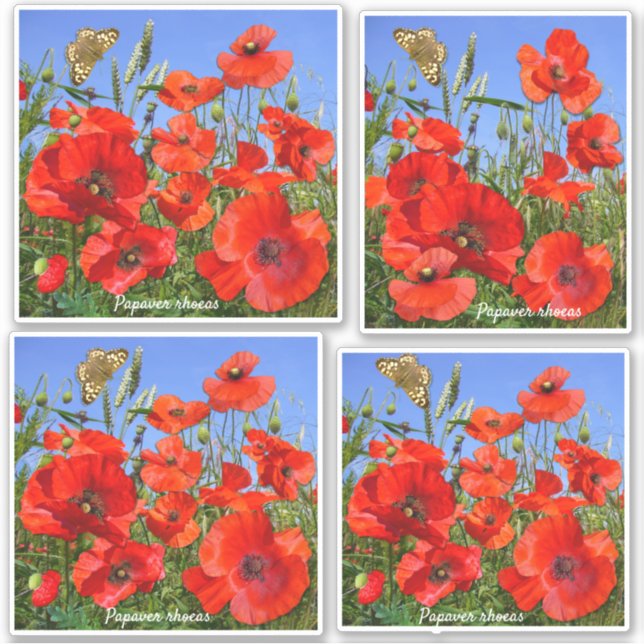 Colourful Red Poppies Contour (Front)