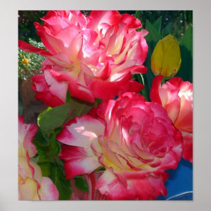 Colourful Red Roses Poster