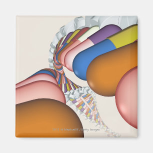 Colourful representation of a DNA strand Magnet