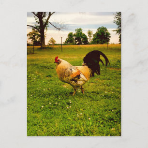 Colourful Rooster Farm Life Photo Postcard