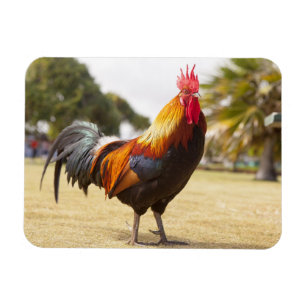 Colourful Rooster on Grass Magnet