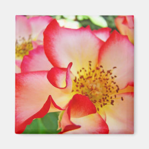 Colourful Rose Flowers magnets Red White