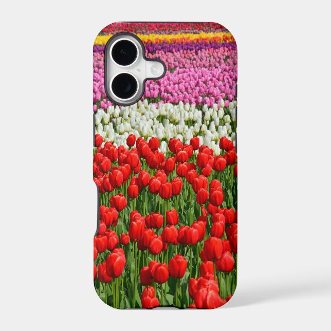 Colourful rows of spring tulips (Back)