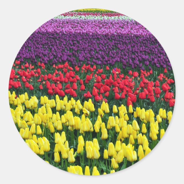 Colourful rows of spring tulips classic round sticker (Front)