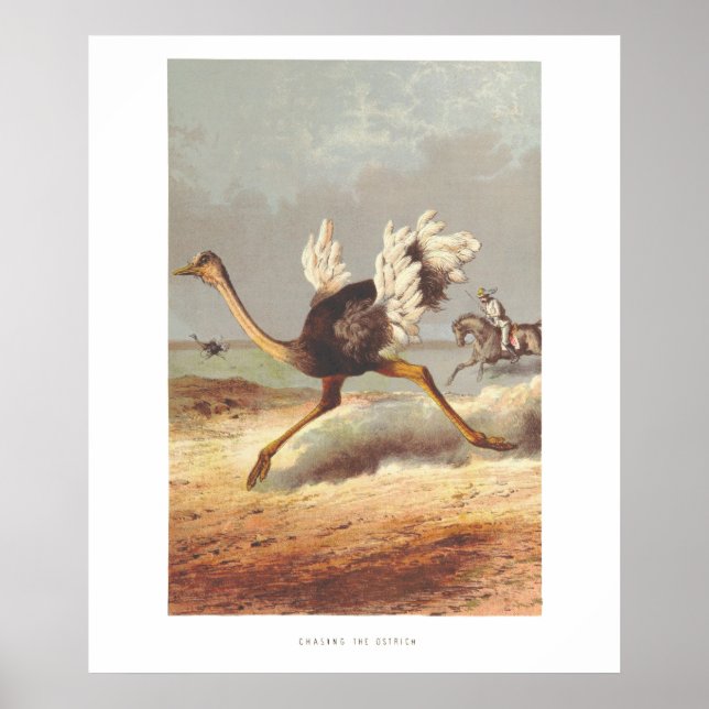 Colourful running ostrich illustration print (Front)