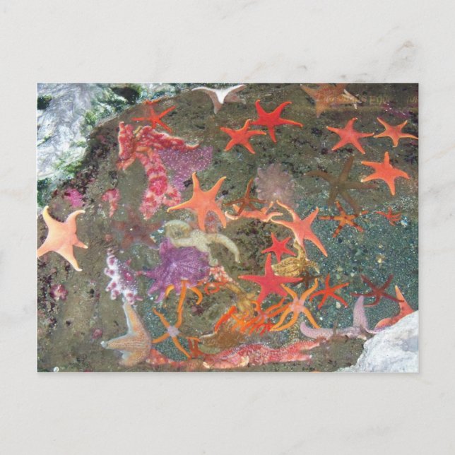 Colourful Sea Stars Postcard (Front)