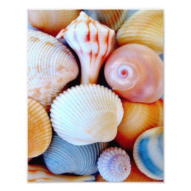 Colourful Seashell Collection Photo (Front)