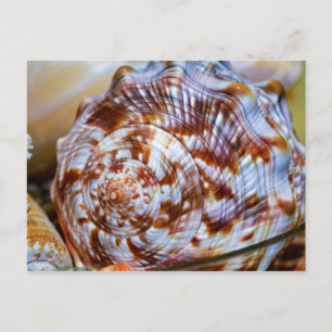 Colourful Seashell Postcard