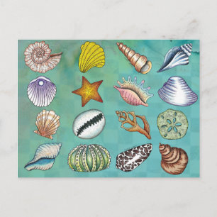 Colourful Seashell Postcard