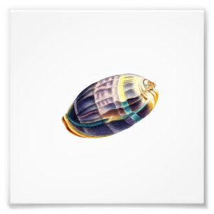 Colourful  Seashell Sea Beach Nautical Photo Print