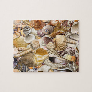 Colourful Seashells Puzzle