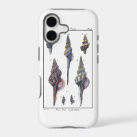 Colourful Seven Seashells