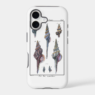 Colourful Seven Seashells