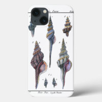 Colourful Seven Seashells