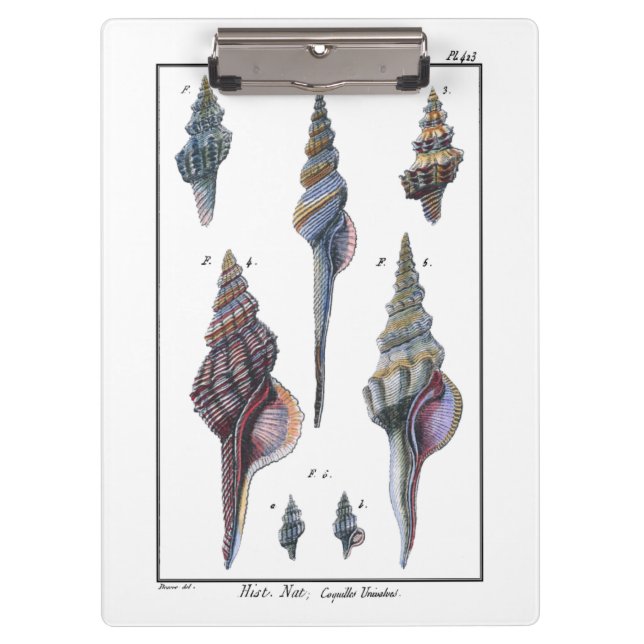Colourful Seven Seashells Clipboard (Front)