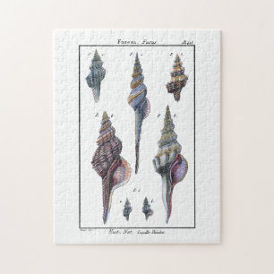 Colourful Seven Seashells Jigsaw Puzzle