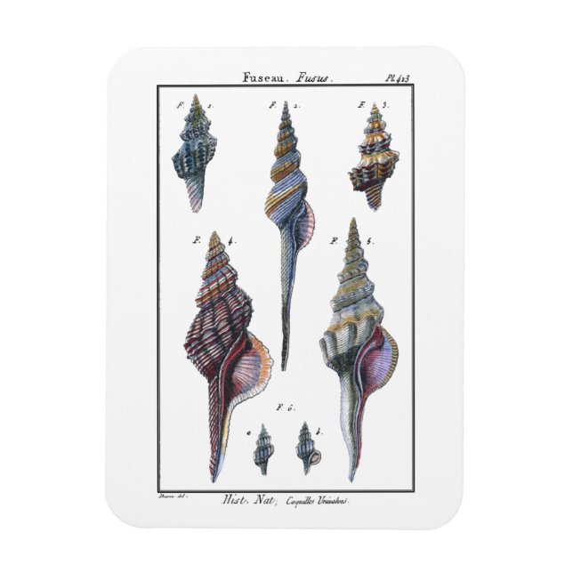Colourful Seven Seashells Magnet (Vertical)