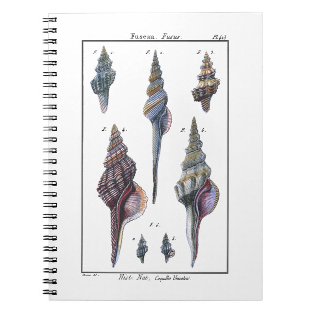 Colourful Seven Seashells Notebook (Front)