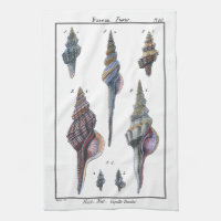 Colourful Seven Seashells