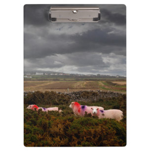 Colourful sheep clipboard