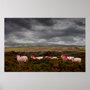Colourful sheep poster