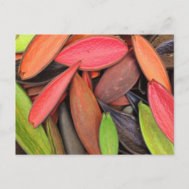 Colourful Shells Nature Harvest Seed Pods Postcard (Front)