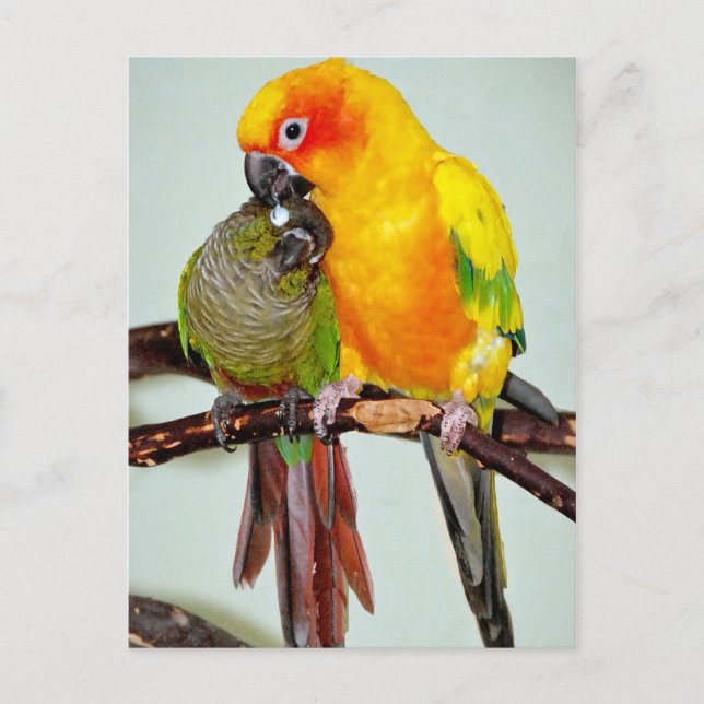 Colourful Shelter Bird Postcards (Front)