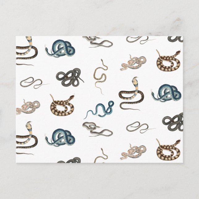 Colourful Snakes Reptile Animal Pattern Holiday Postcard (Front)