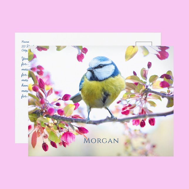 Colourful Songbird, Spring Blossoms, Name, Message Postcard (Creator Uploaded)