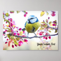 Colourful Songbird & Spring Blossoms, Your Message