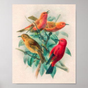 Colourful Songbirds & Green Leaves Poster