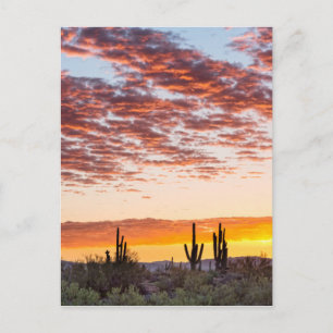 Colourful Sonoran Desert Sunrise Postcard