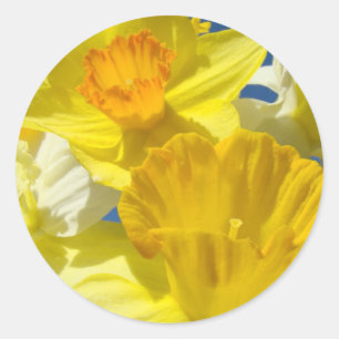 Colourful Spring Daffodils Flowers stickers Golden