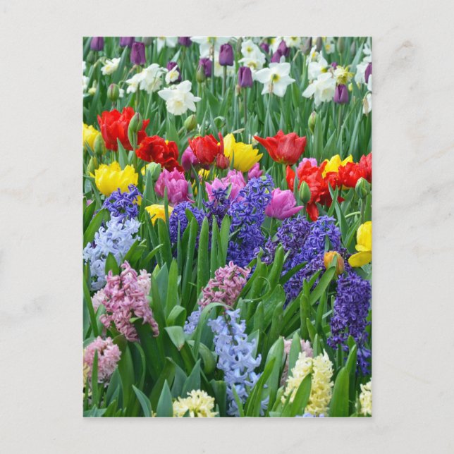 Colourful spring flower garden postcard (Front)