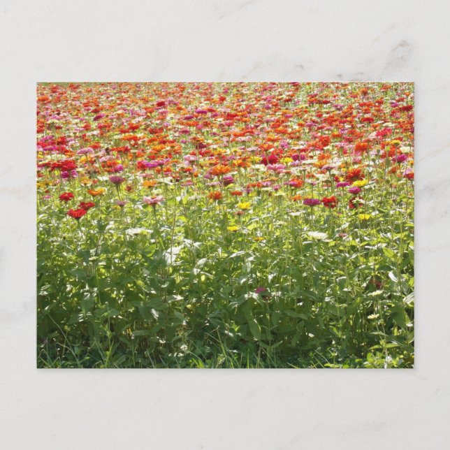 Colourful Spring Flowers Postcard (Front)
