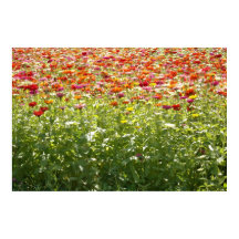 Colourful Spring Flowers