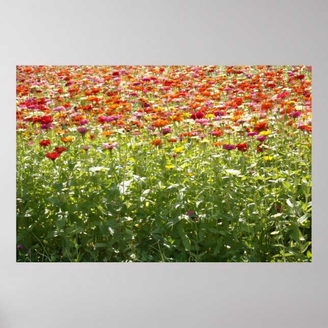 Colourful Spring Flowers Poster (Front)