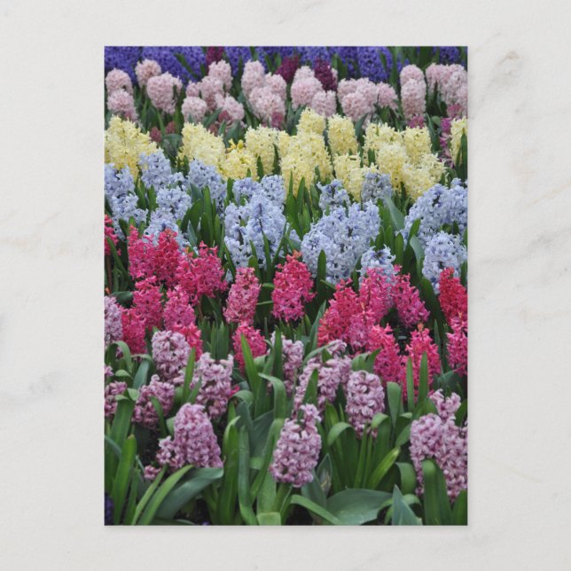 Colourful spring hyacinths postcard (Front)