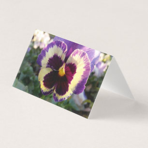 colourful spring Pansy